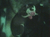 huskie puppies