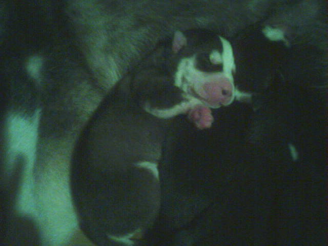 huskie puppies