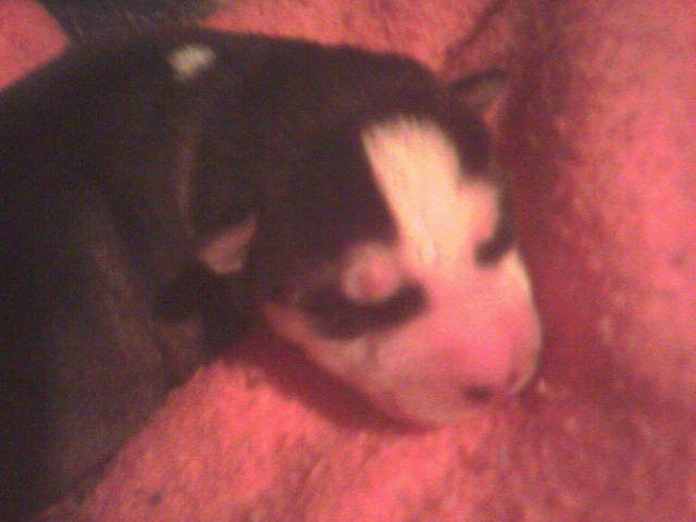 huskys three