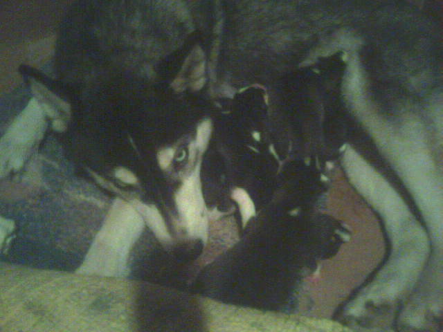 husky 5