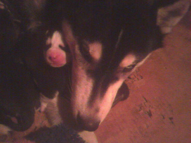 husky puppies one