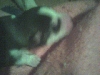 huskys four