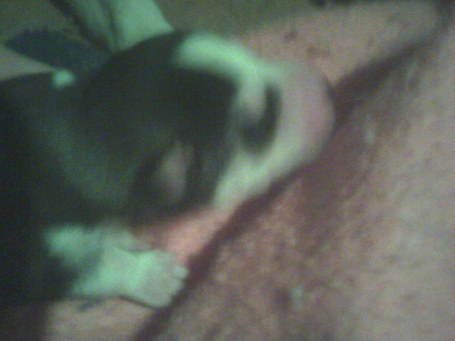 huskys four