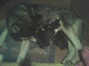 husky 6