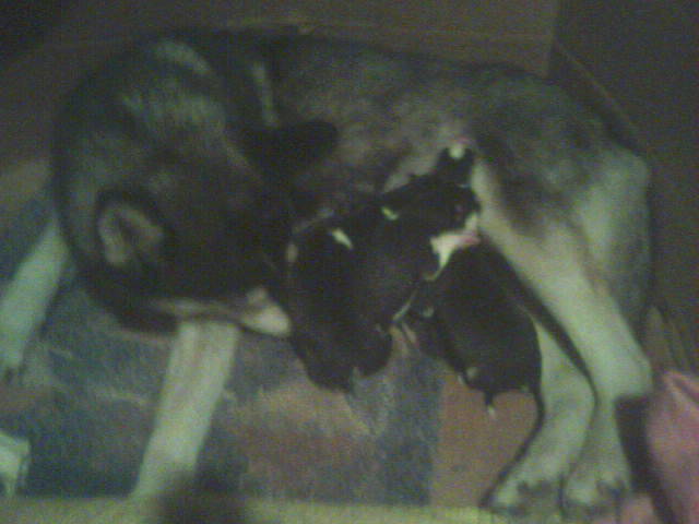 husky 6