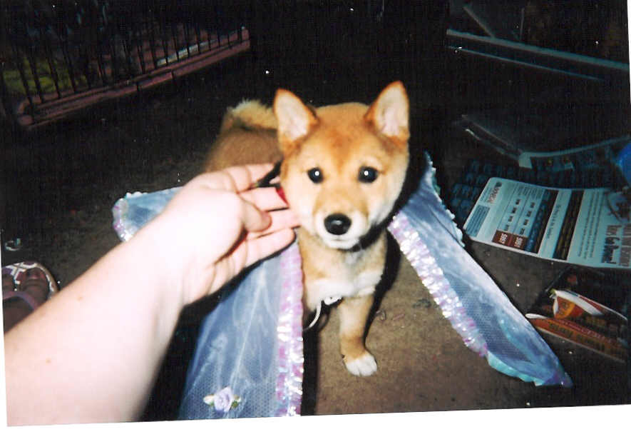 Rogue with wings