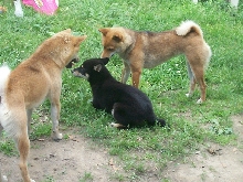 Roxie, shy guy, rogue playing...