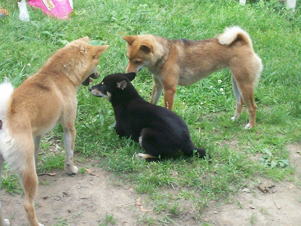 Roxie, shy guy, rogue playing...