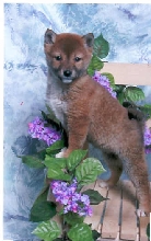 Runt Runt