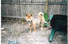 ryu in yard