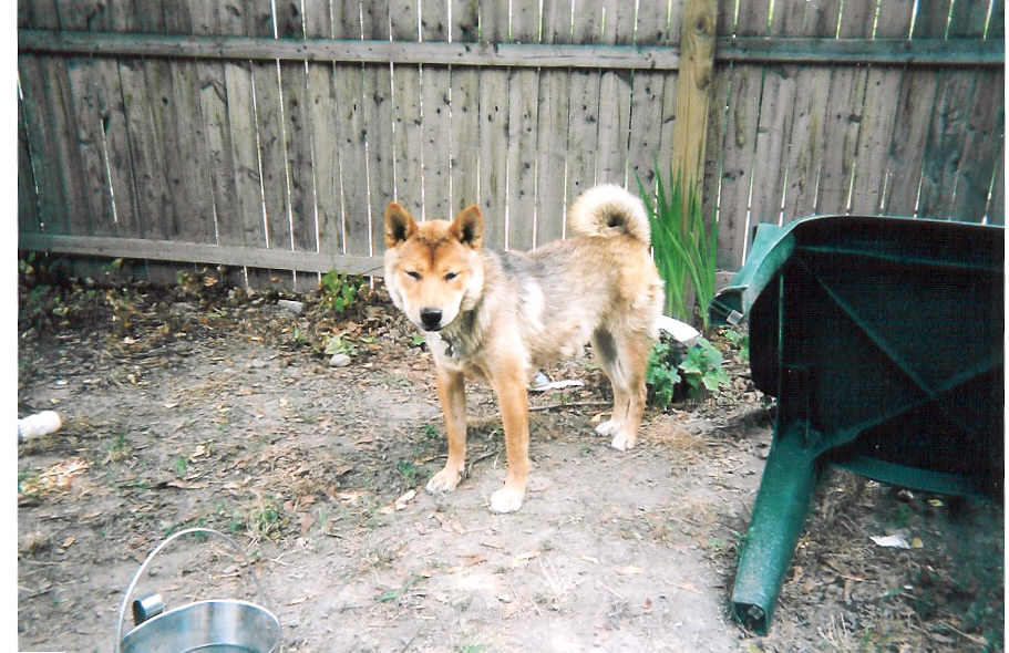 ryu in yard