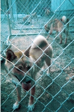 Spice in cage