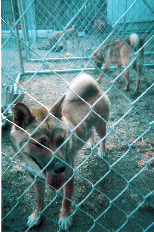 Spice in cage