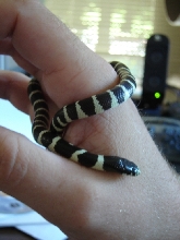 < 2 weeks hatched