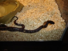 Aberrant Chocolate California Kingsnake Juvenile