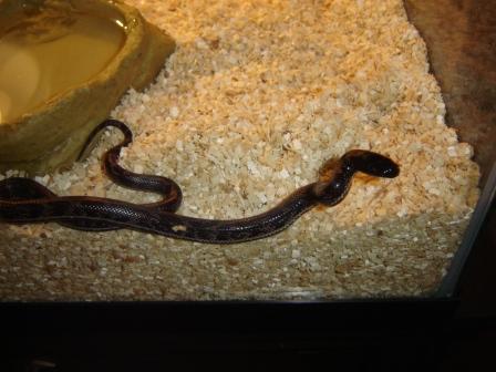 Aberrant Chocolate California Kingsnake Juvenile