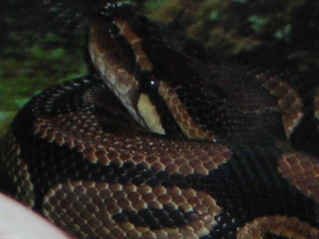 Jack, closeup
