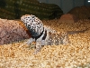 Collarded Lizard1