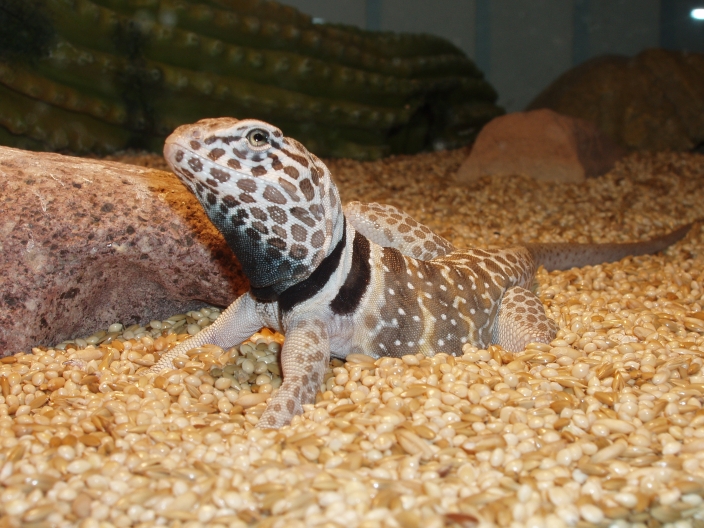 Collarded Lizard1