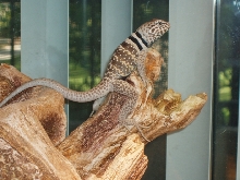 Pearching Lizard