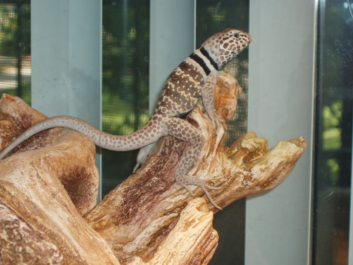 Pearching Lizard