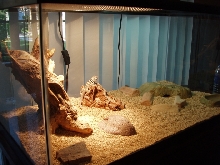 Cage set-up