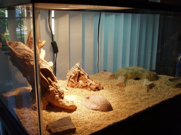 Cage set-up