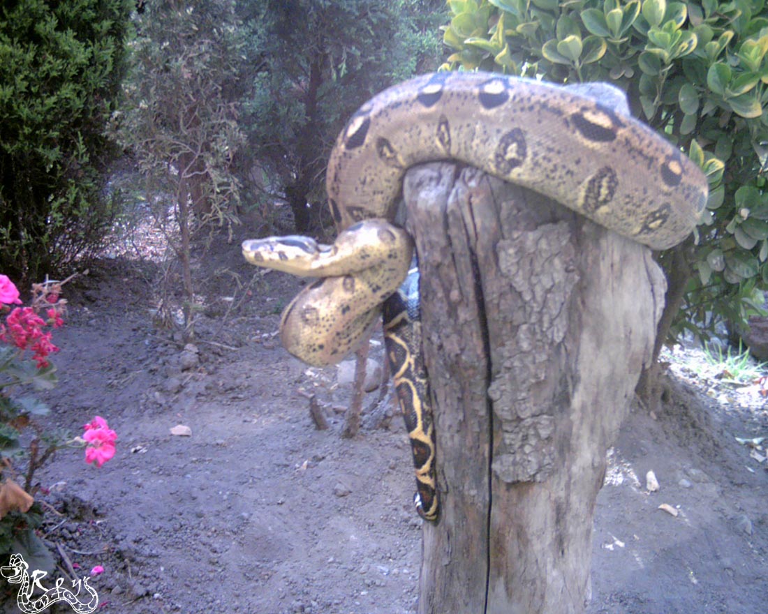 male boa