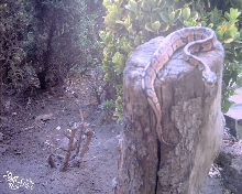 0.1 ball python