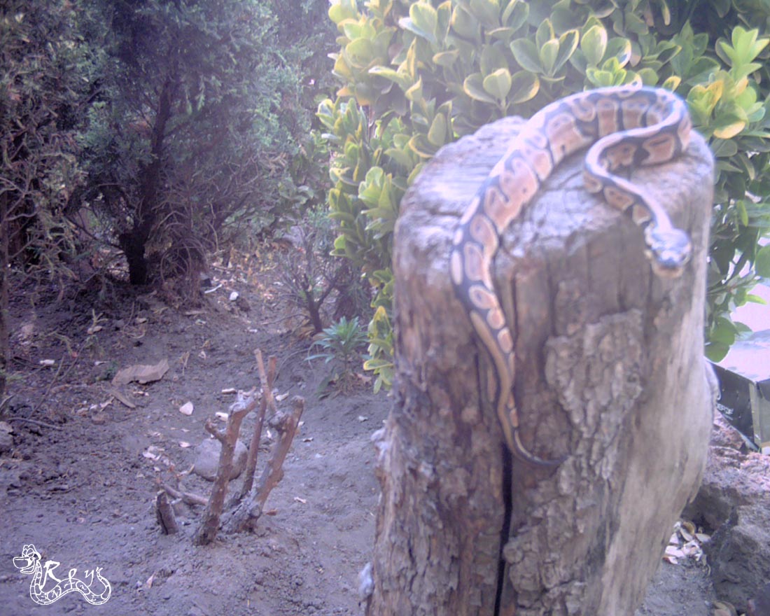 0.1 ball python