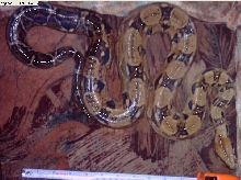 female bci