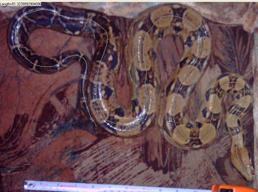 female bci