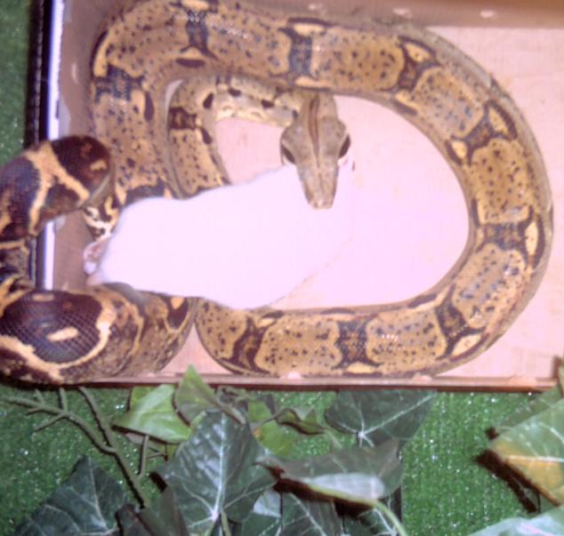 male bci