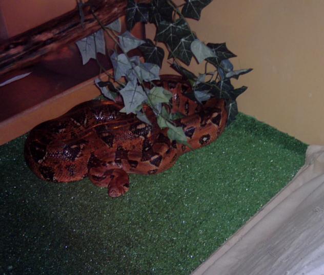 0.1 huge boa