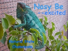 nb