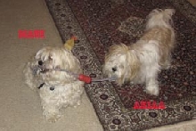 Dogs at play
