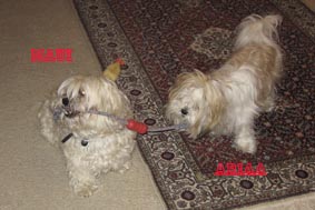 Dogs at play