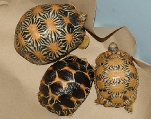 The three musketeers_1