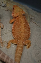 Female