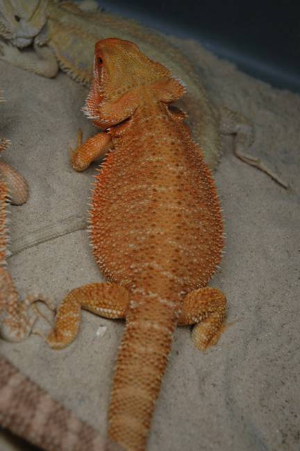 Female