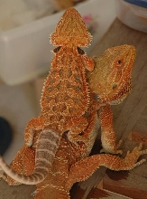 male breeder