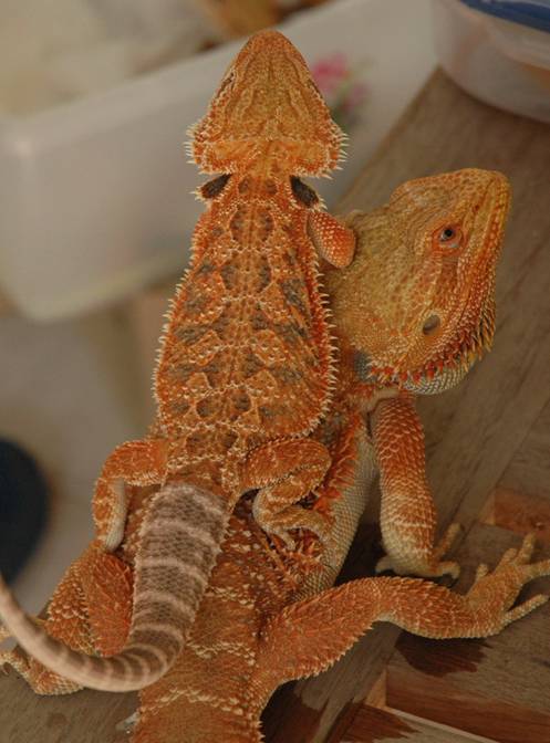 male breeder