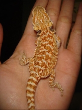 my juvenile