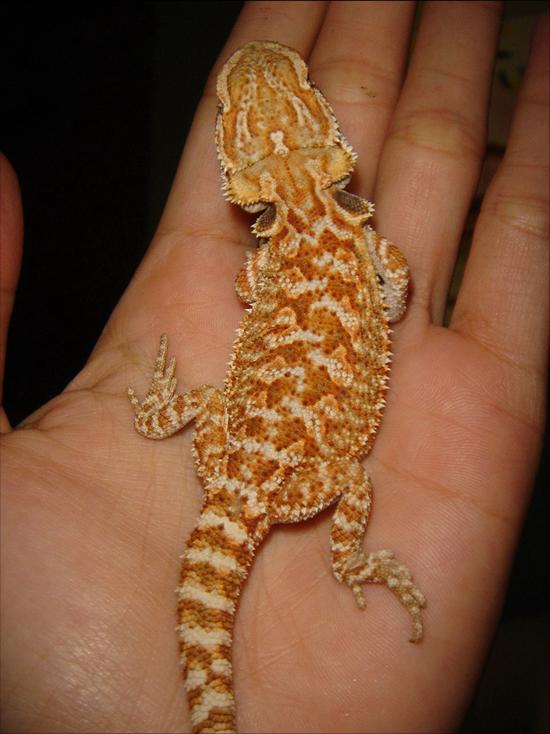 my juvenile