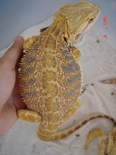 male dragons