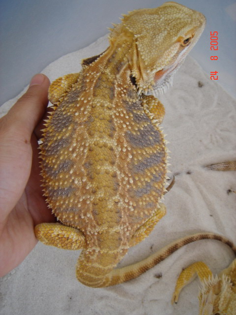 male dragons