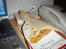 my dragons