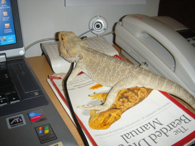 my dragons