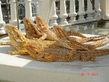 from Thailand!!
