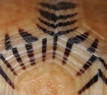 Ju mong's skin